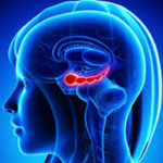 Qual o papel do hipocampo na memória em Alzheimer?